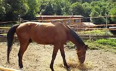 Furto di cavalli arabi purosangue tra Bellia e Bannata: uno muore travolto in statale, tre ancora dispersi
