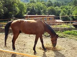 Furto di cavalli arabi purosangue tra Bellia e Bannata: uno muore travolto in statale, tre ancora dispersi