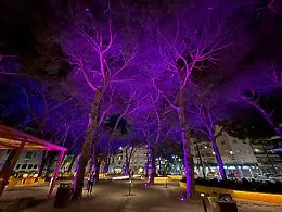 Messina, inaugurata piazza Quasimodo: 31 pini, verde e nuovi spazi nel cuore della