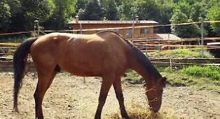 Furto di cavalli arabi purosangue tra Bellia e Bannata: uno muore travolto in statale, tre ancora dispersi