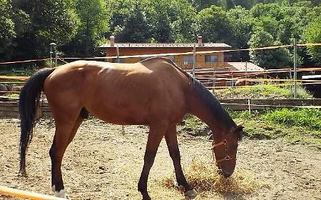 Furto di cavalli arabi purosangue tra Bellia e Bannata: uno muore travolto in statale, tre ancora dispersi