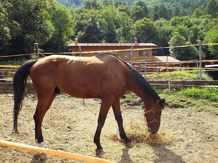 Furto di cavalli arabi purosangue tra Bellia e Bannata: uno muore travolto in statale, tre ancora dispersi