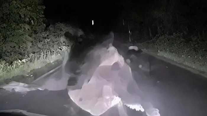 Faccia a faccia con l'orsa bruna a Niupu: l'assalto ripreso dalla dashcam &egrave; impressionante