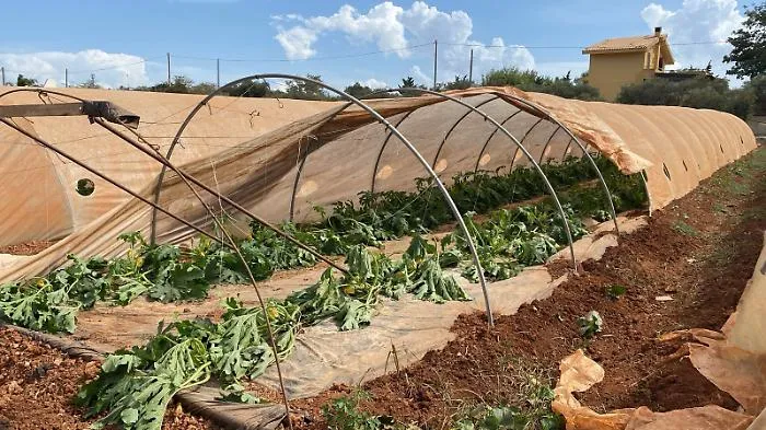 Danni del tornado anche alle colture, si attiva Coldiretti. L'assessore Sammartino: &laquo;Vicini ai nostri agricoltori&raquo;