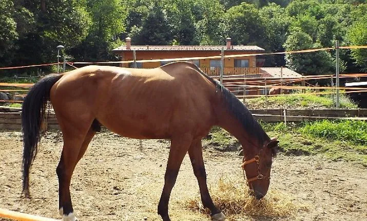 Furto di cavalli arabi purosangue tra Bellia e Bannata: uno muore travolto in statale, tre ancora dispersi